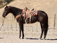 Cheval, Friesian — photo 4