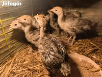 Turkeys — Foto 4