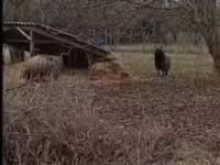 Schaf, Racka sheep — Foto 2