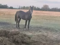 At, Nonius horse — foto 3