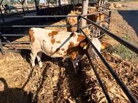 Krowa, Simmental cattle — zdjęcie 4