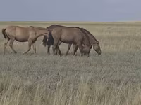 Kobila, Mugalzhar horse — fotografija 7