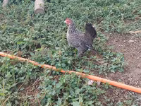 Chickens — fotografija 6