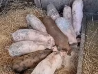Sow, Pigs — photo 1