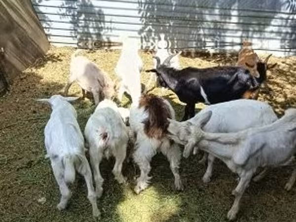 Cabro, Saanen goat