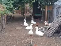 Ducks — फ़ोटो 4