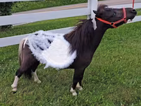 Kobila, Miniature horse — fotografija 2