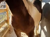 公马, Horses — 照片 2