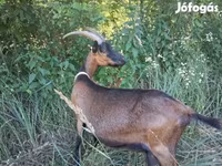 Ziegenbock, Alpine goat — Foto 7