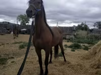 Pastuv, Standardbred — fotografija 6