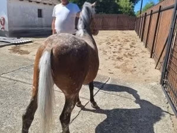 雌馬, 馬