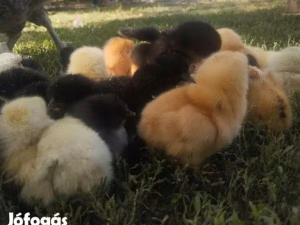 Chickens