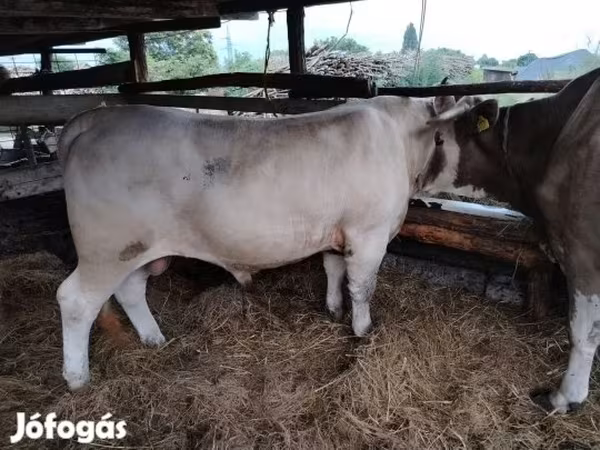 公牛, Limousin cow