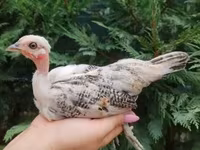 Guinea fowl — fotografija 1