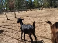 Cabra, Nubian Goat — foto 3
