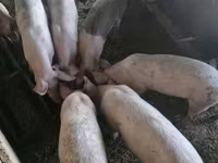 सूअर (लॉट, लिंग निर्दिष्ट नहीं), सूअर — फ़ोटो 2