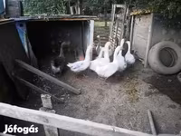 灰色和灰斑丹麦鹅 — 照片 1