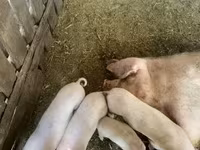 Locha, Świnie — zdjęcie 2