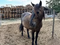 Caballo, Hucul pony — foto 3