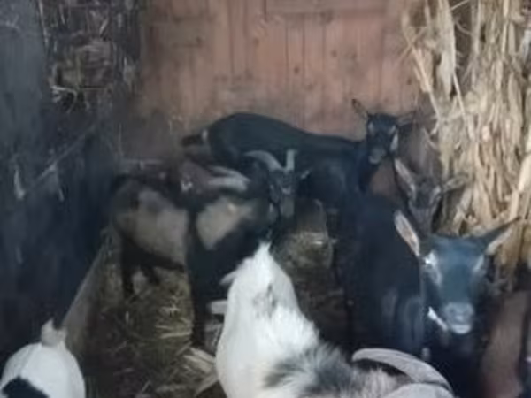 Koza, Kozy — Węgry