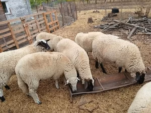 Owca, Suffolk sheep