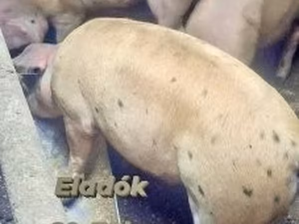 Knur, Świnie