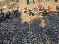 gallina danesa — foto 3