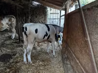 ثور, Russian Black pied cattle — الصورة 3