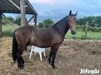 Caballo, Lipizzaner — foto 8