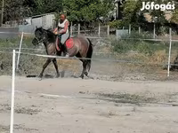 母马, Polish pony — 照片 3