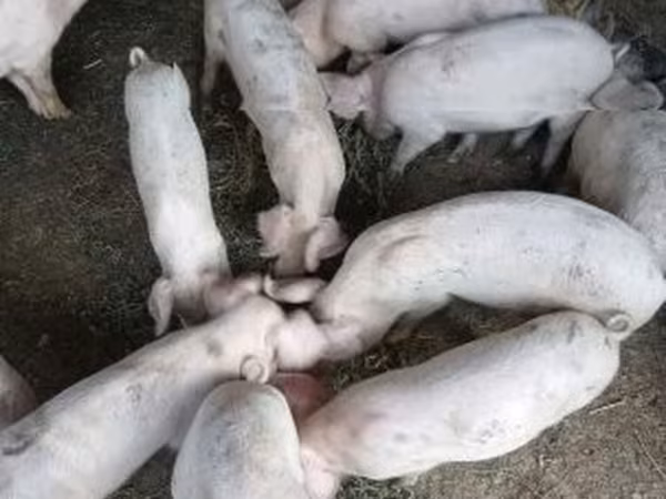Porca, Porcos — Hungria