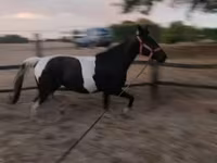 Kobyła, Appaloosa — zdjęcie 5