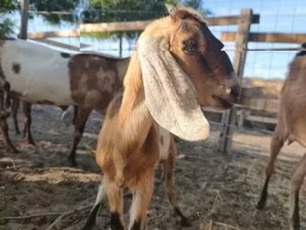Коза, Nubian Goat