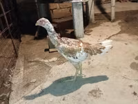 Chickens — photo 3