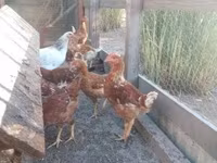 Chickens — الصورة 1