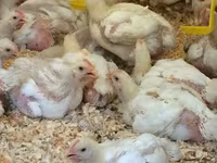 Chickens — fotografija 3