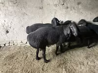 Qoç, Hissar sheep — foto 3
