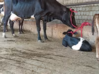 İnək, Mal-qara — foto 3