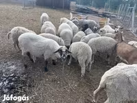 भेड़, भेड़ — फ़ोटो 1