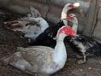 Ducks — fotografija 1