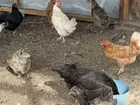 Chickens — foto 5