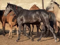 公马, Orlov Trotter — 照片 3