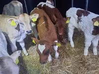 Touro, Simmental cattle — foto 4