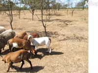 公羊, Cameroon sheep — 照片 1