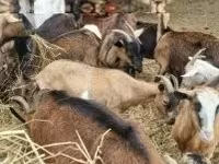 Koza, Alpine goat — zdjęcie 2