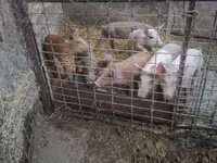 मादा सूअर — फ़ोटो 2