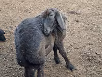 Ovan, Karakul sheep — fotografija 1