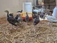 Turkeys — fotografija 2