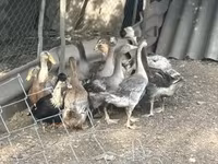 Ducks — fotografija 1