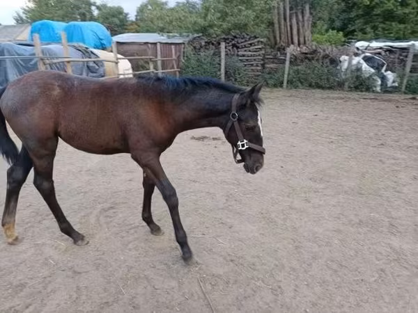 Kobyła, Lipizzaner — Węgry